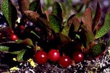 Old Crow Cranberries