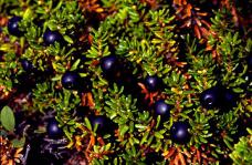 Old Crow Blueberries