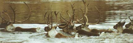 Caribou on the Porcupine River - Photo by Rae Moses